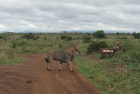 Nairobi national park 3