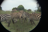 Nairobi national park 4