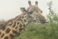 Nairobi national park