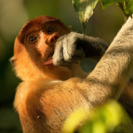 Proboscis bezdzione