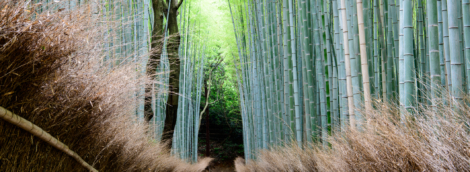 Arashiyama Bamboo Fores