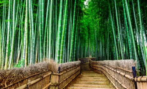 sagano bambuku miskas