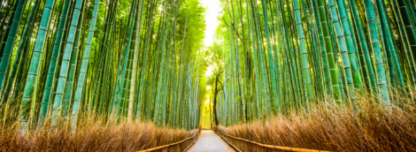 kioto bambukų giraitė