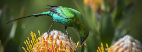 Kirstenbošo sodas2