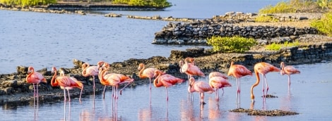 kiurasao flamingai