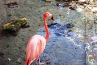 flamingas 8493