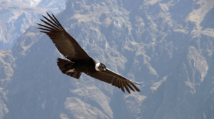 colca valley 2