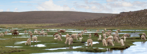 pampa canahuas