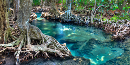 mangrove