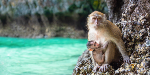 Monkey Beach, Koh Phi Phi Island