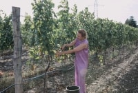 vynuogiu derlius ir procesas rugsejis5