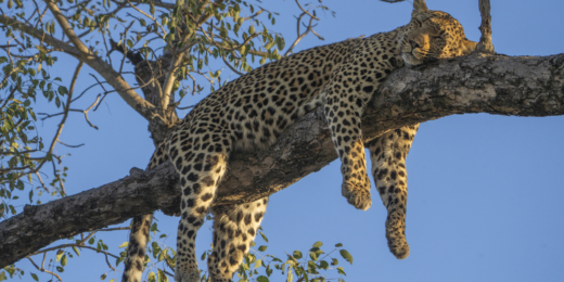 krugerio nacionalinis parkas