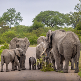 krugerio nacionalinis parkas2
