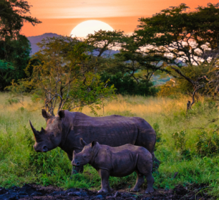 krugerio nacionalinis parkas3