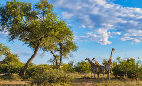 krugerio nacionalinis parkas4