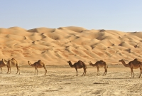 Abu Dabis dykuma 1 5303