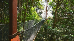 Canopy walk