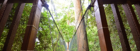 Poring Treetop Canopy Walk