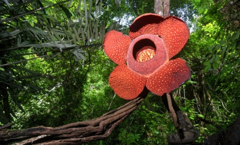 Rafflesia Arnoldii