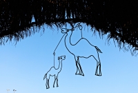 camel