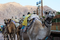 camel2