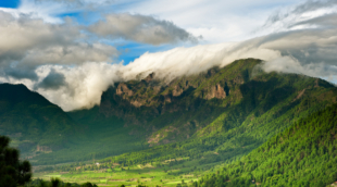 La Palma miškai