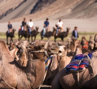 ladakas turizmas dvikupriai kupranugariai