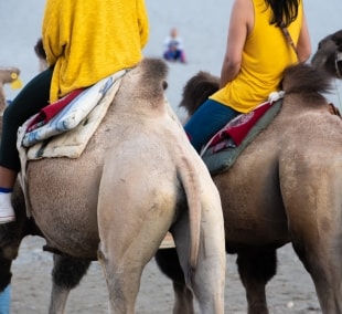 ladakas turistai jodineja kupranugariais