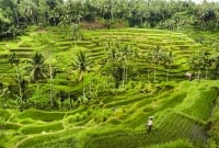 bali ubud 11274