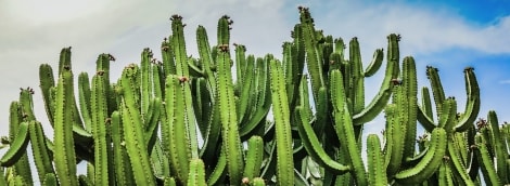 kaktusai lansarote