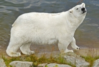 ranua zoologijos sodas 5478