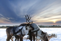 iStock elniai 1976