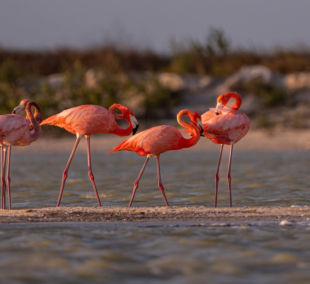 flamingai rio lagartos 2