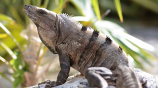 iguana riolegartos