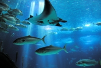 Lisbon Oceanarium