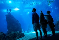 Lisbon Oceanarium2