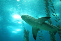 Lisbon Oceanarium3