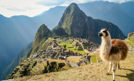 machu picchu lama