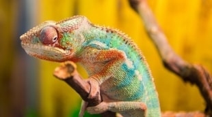 chameleonas madagaskaras 16234