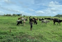 madagaskaras zebu 16575