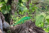 madagaskaras chameleonas 16622