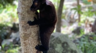 madagaskaras gyvunas