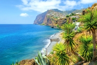 madeira palmes