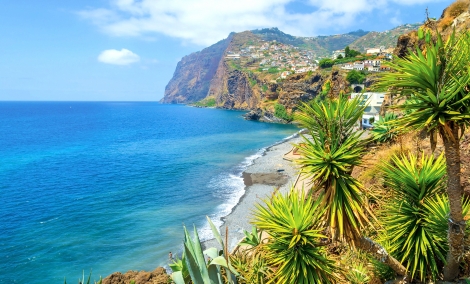 madeira palmes