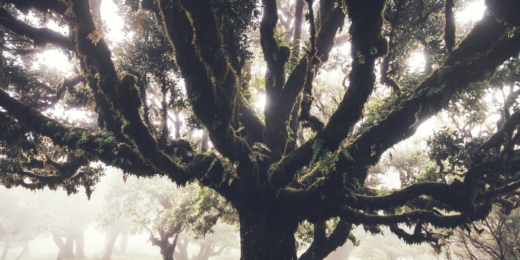 madeira portugalija2
