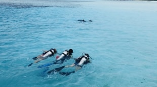 image1 1 13466