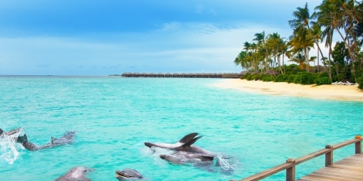 maldyvai delfinai