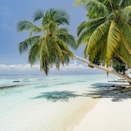 Maldyvai, palmės