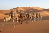 morocco desert camel