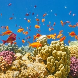 iStock 485771462 6424